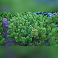 Сосна горная «Мугус» (Mugus)