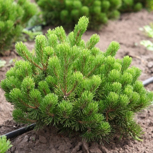 Сосна горная «Пумилио»