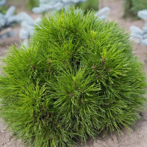 Сосна горная Варелла (Pinus mugo Varella)