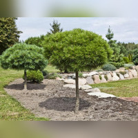 Сосна горная Мини Мопс на штамбе