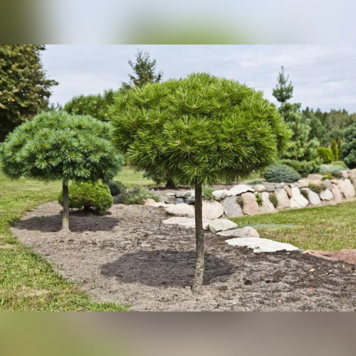 Сосна горная Мини Мопс на штамбе
