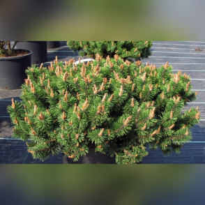 Сосна горная Хампи (Humpy)