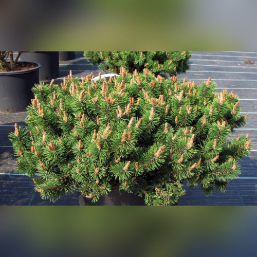 Сосна горная Хампи (Humpy)