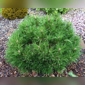 Сосна горная Хессе (Hesse)