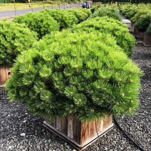 Сосна густоцветковая Лоу Глоу