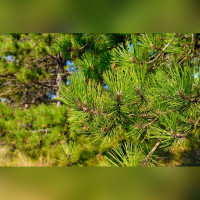 Сосна желтая Пондероза