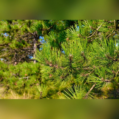 Сосна желтая Пондероза