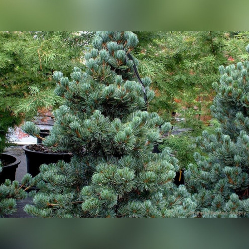 Сосна кедровая «Глаука»