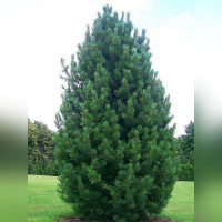 Сосна кедровая европейская (Pinus Cembra)