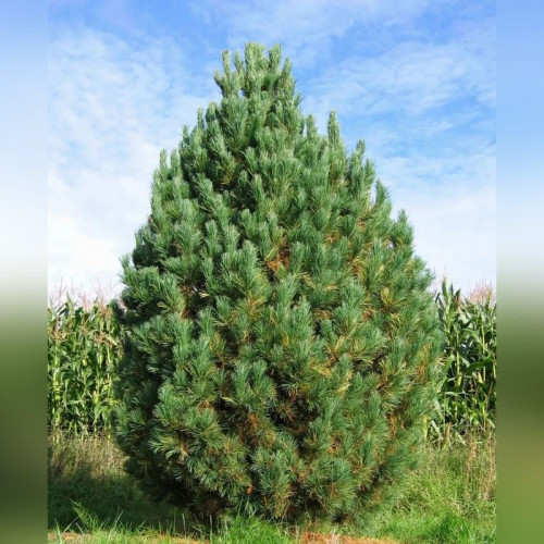 Сосна кедровая