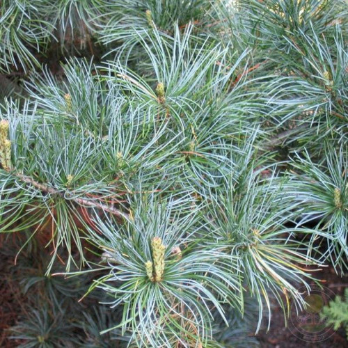 Сосна мелкоцветковая Глаука (Glauca)