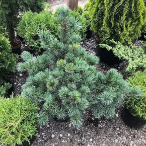 Сосна мелкоцветковая Негиши (Negishi)