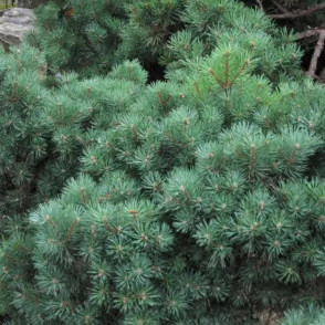 Сосна обыкновенная Беувроненсиз