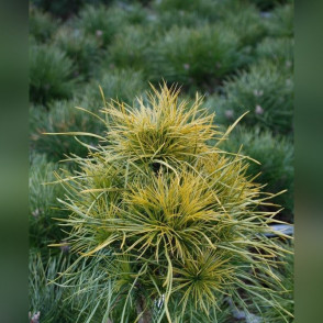 Сосна обыкновенная Ксавери (Xawery)