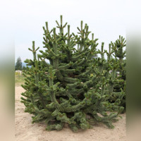Сосна остистая «Аристата» (Pinus Aristata)