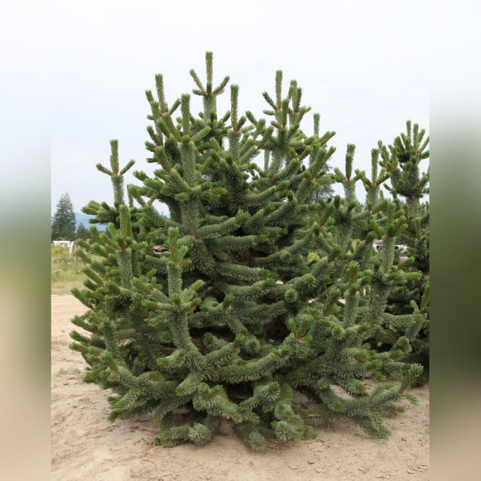 Сосна остистая «Аристата» (Pinus Aristata)