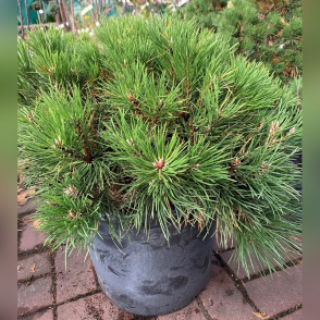 Сосна черная «Slizow»