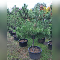 Сосна черная «Нигра Глобоза»