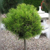 Сосна черная Глобоза на штамбе