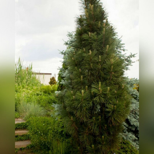 Сосна черная Грин Рокет (Green Rocket)