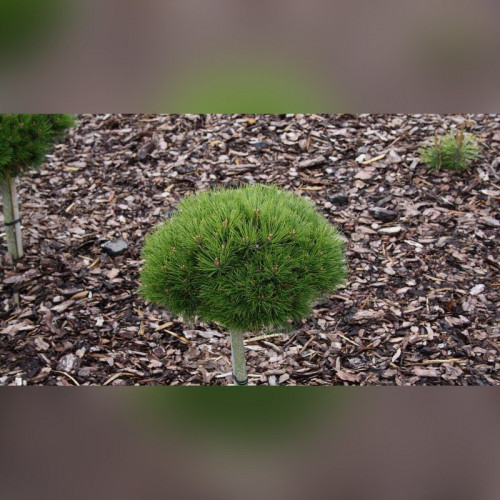 Сосна черная Мари Брегон