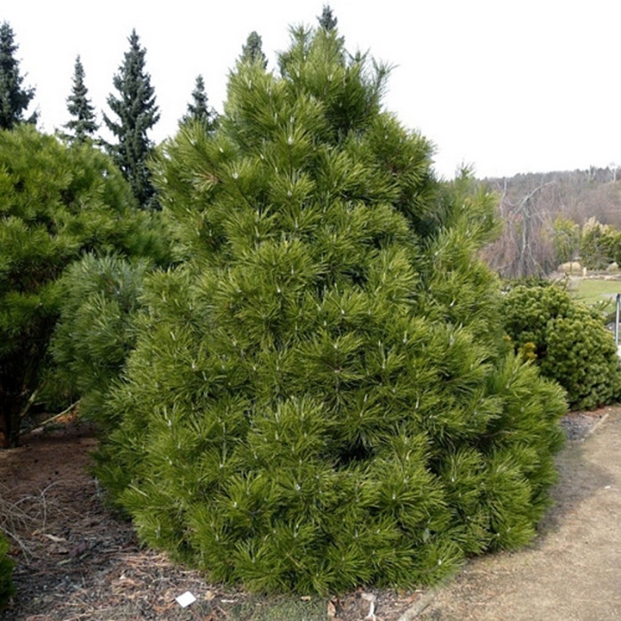 Сосна черная Нана (Pinus nigra Nana)