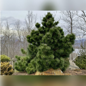 Сосна черная Ронделло (Pinus nigra Rondello)