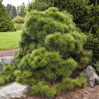 Сосна черная Хельга (Pinus nigra Helga)