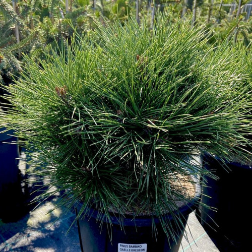 Сосна черная карликовая Бамбино (Гаелль Брегеон)