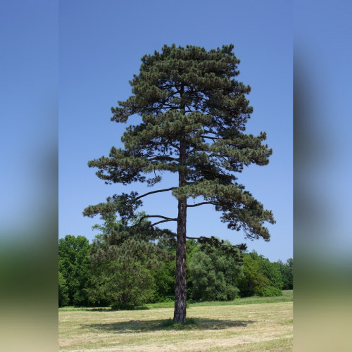 Сосна черная обыкновенная