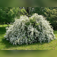 Спирея «Вангутта»