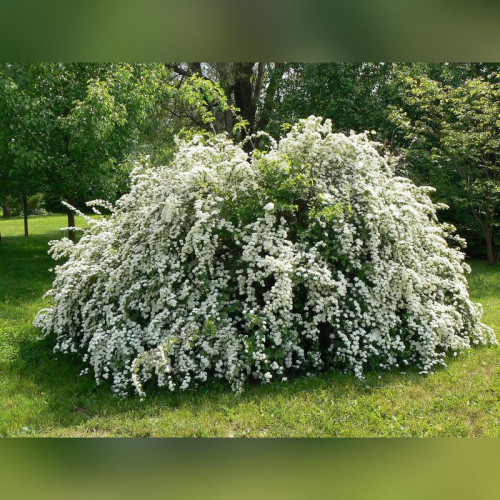 Спирея «Вангутта»