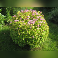 Спирея «Голден Принцесс»