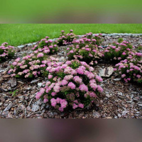 Спирея Джапанис Дварф