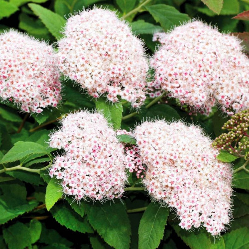 Спирея Фрейча