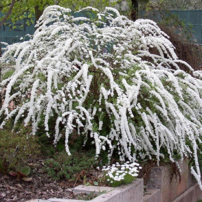 Спирея серая «Грефшейм»