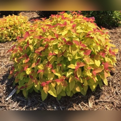 Спирея японская «Фаерлайт» (Firelight)