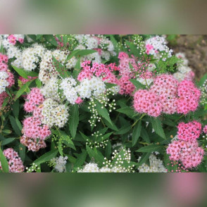 Спирея японская «Широбана» (Генпей)