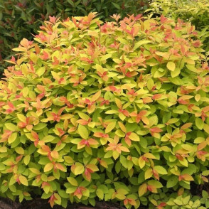 Спирея японская Макрофилла