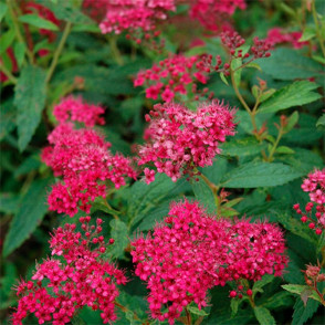 Спирея японская Неон Флеш