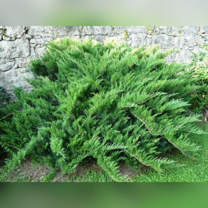 Можжевельник «Тамарисцифолия»