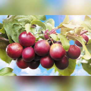 Тернослива Гордость Сибири