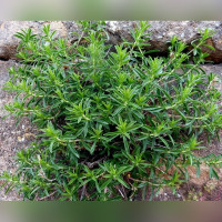 Тимьян «Болеро» (Satureja Bolero)