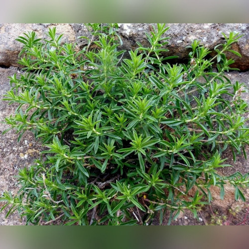 Тимьян «Болеро» (Satureja Bolero)