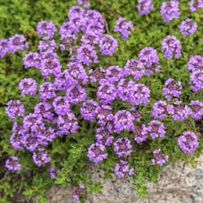 Тимьян в ассортименте