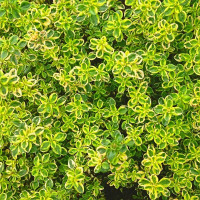 Тимьян лимоннопахнущий «Лимон» (Lemon)
