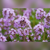 Тимьян обыкновенный