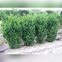 Тис «Хиски»