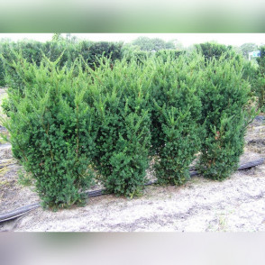 Тис «Хиски»