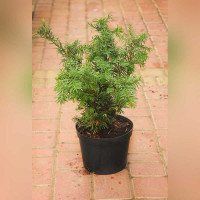 Тис средний Хатфелди (Taxus media Hatfieldii)